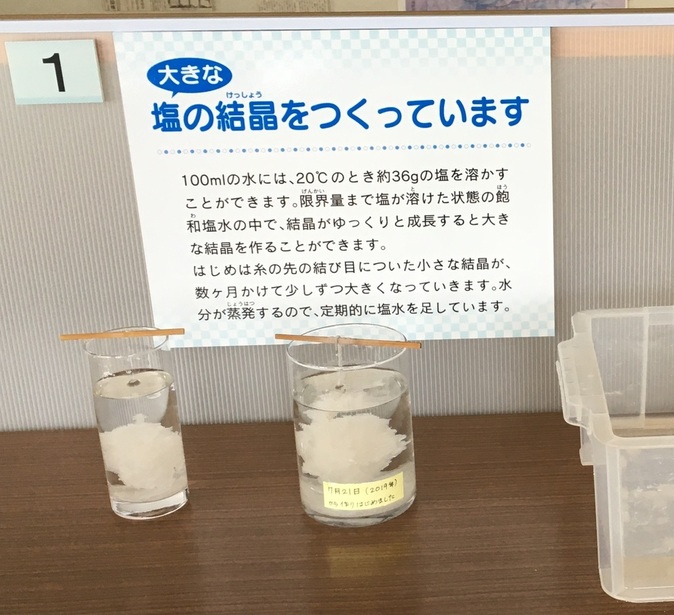 大きな塩の結晶を作っています